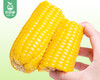 金朗地东北甜糯玉米/1箱（220g*10棒）生产日期：25年4月 商品缩略图2
