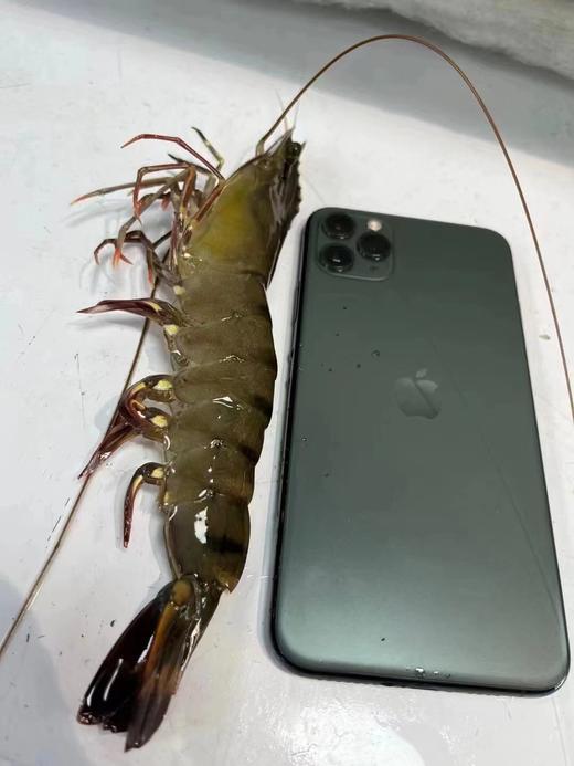 xm{批发价码头直发！！！纯天然新鲜劲~}海捕大黑虎虾，百吃不腻性价比高，顺丰活冻当天捕捞肉质紧实Q弹，好吃~ 商品图8