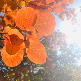  刘力红 | 入秋后，如何从根本的层面养阴？ 