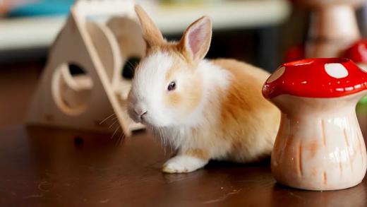【悦榕集团旗下品牌·成都温江悦椿酒店】499元起享住庭院家庭房，自助早餐+绿道骑行&泵道体验+萌宠互动+健身房、游泳池免费使用，有效期至2025.2.28 商品图11
