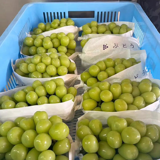 【顺丰快递】湖南东山阳光玫瑰 清香脆甜 甄选好果CHN 商品图5