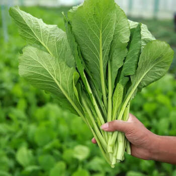 上都荠菜鸡蛋包800g*10包*箱 商品图2