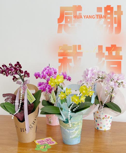 感谢栽培 蝴蝶兰盆栽（每盆形态不同，介意慎拍） 商品图0