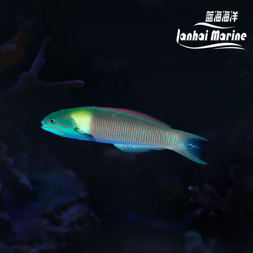 彩虹龙 商品图4