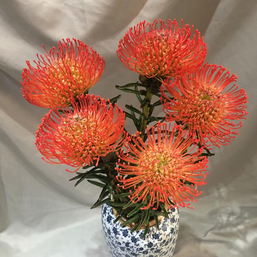 南非进口丨针垫【可做干花】 商品图2