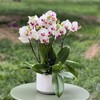 小白红心蝴蝶兰（可定制） 商品缩略图0