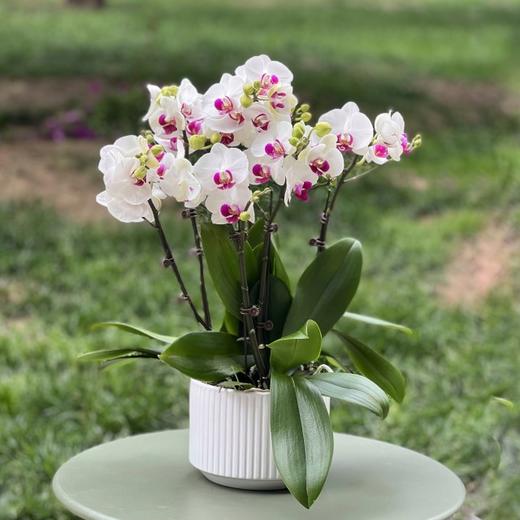 小白红心蝴蝶兰（可定制） 商品图0