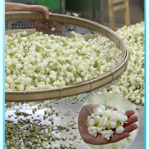 艺福堂茶业茉莉香雪125g*2罐七窨一提茉莉花茶正宗横县送冷泡杯 商品图1