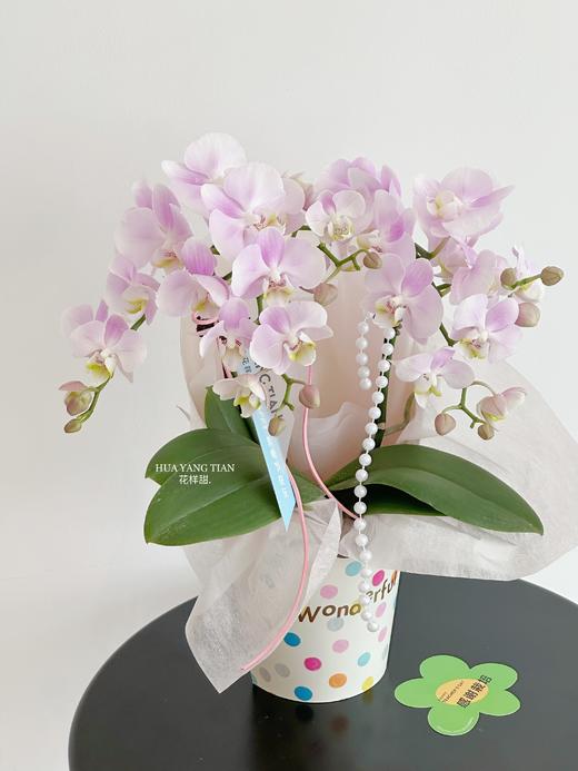 感谢栽培 蝴蝶兰盆栽（每盆形态不同，介意慎拍） 商品图5