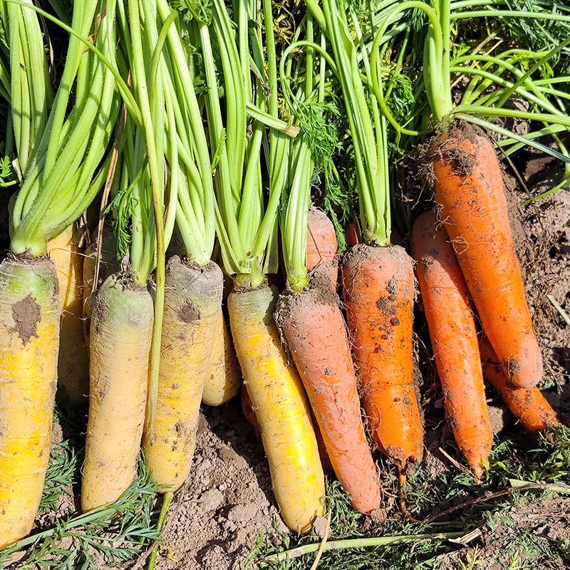 新疆糖心黄萝卜、胡萝卜 天然甜脆 营养双倍 当季蔬菜