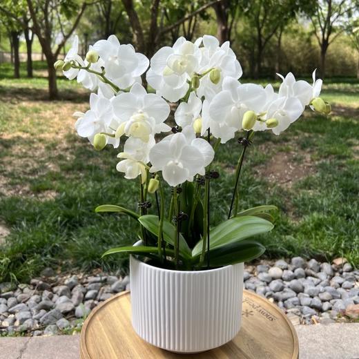 白天鹅蝴蝶兰盆栽（可定制） 商品图0