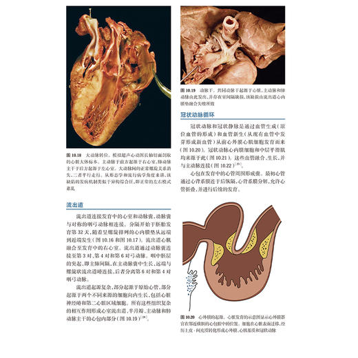 胎儿医学基础与临床实践第3版 胚胎发育分期和胚胎体构型 产前筛查和诊断 胎儿生理与病理 主译孙路明人民卫生出版社9787117351560 商品图4