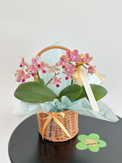 双节同贺 幸福飞来  · 蝴蝶兰提篮 商品图2