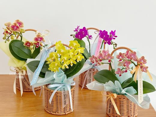 双节同贺 幸福飞来  · 蝴蝶兰提篮 商品图0
