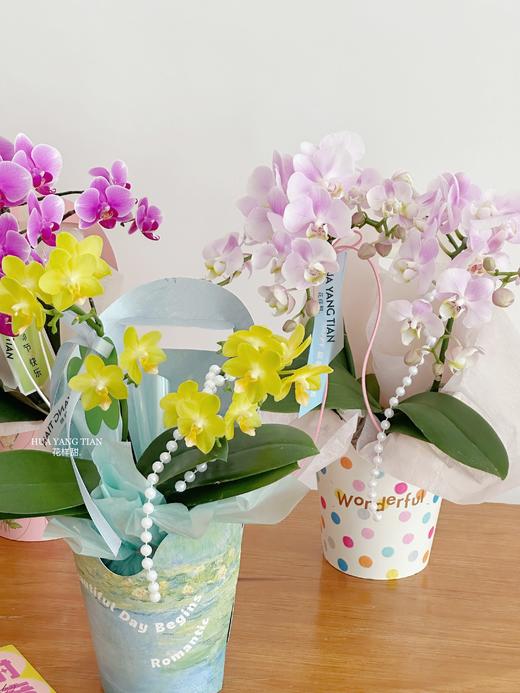 感谢栽培 蝴蝶兰盆栽（每盆形态不同，介意慎拍） 商品图1