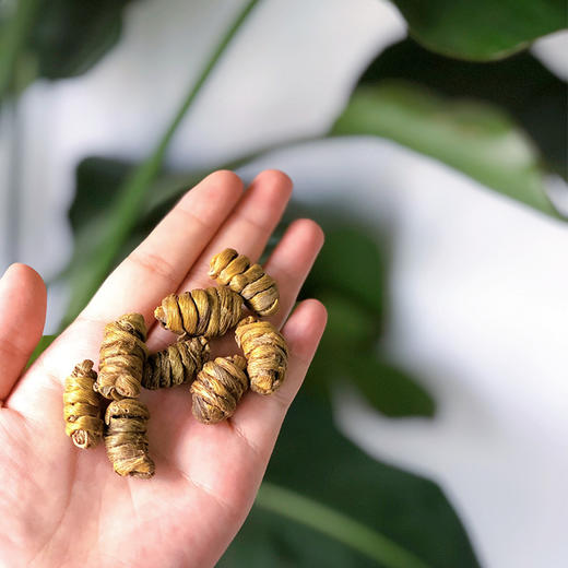 【滋补精选】一级铁皮石斛 甄选正宗产地5年铁皮石斛 只选取石斛芽尖2—6段 胶质浓 纤维少 口感好 营养丰富 商品图4