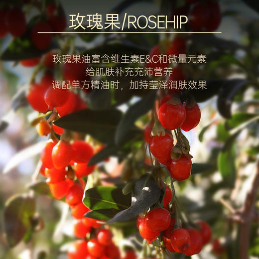 【双12大促】嘉媚乐玫瑰果油 面部保湿嫩肤  呵护润泽  身体基底按摩 基础精油 商品图4