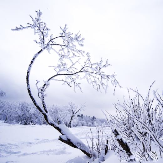 东北冬摄——查干湖冬捕、扎龙丹顶鹤、吉林雾凇、长白山、镜泊湖、雪乡、东北虎摄影创作团11天  +  B线：黑龙江冰雪深度9天（黑龙江大平台雾凇、五大连池、大菁山、伏尔加庄园俄罗斯风情） 商品图10