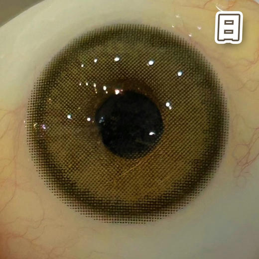 #Iris 小梨花糕 绿棕色 14.0mm  【10片装】舒适推荐 / 进口日抛 商品图4