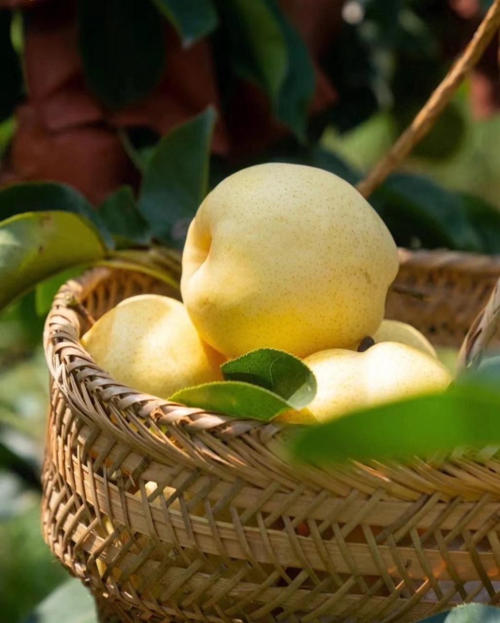 南阳博望诸葛黄金蜜梨 脆甜多汁 吃过难忘