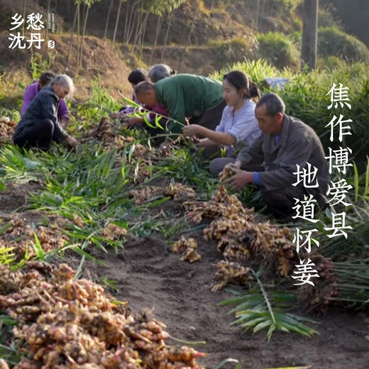 古法红糖怀姜膏两瓶520g 商品图1