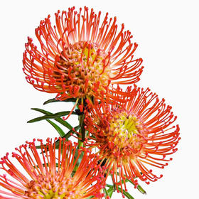 南非进口丨针垫【可做干花】