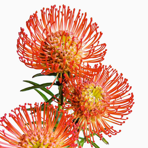 南非进口丨针垫【可做干花】 商品图0