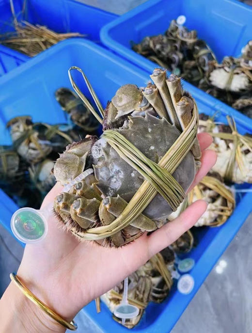 【蟹状元大闸蟹】礼券 商品图4