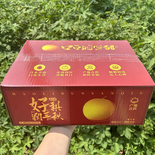 热卖！爆汁！山东莱西秋月梨 净重4.5斤 新鲜当季水果 商品图8