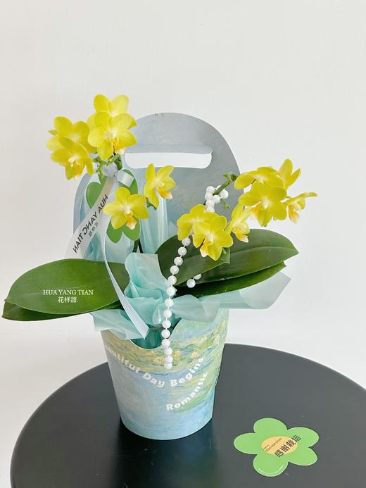 感谢栽培 蝴蝶兰盆栽（每盆形态不同，介意慎拍） 商品图2