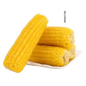 黄玉米600g-700g/份