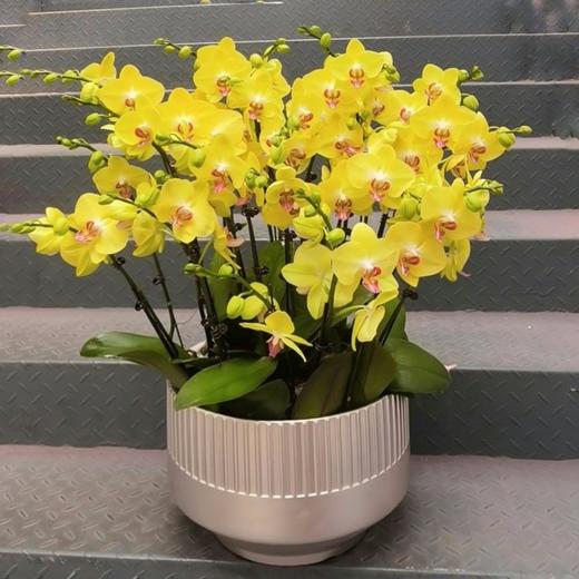 黄色蝴蝶兰盆栽（可定制） 商品图0