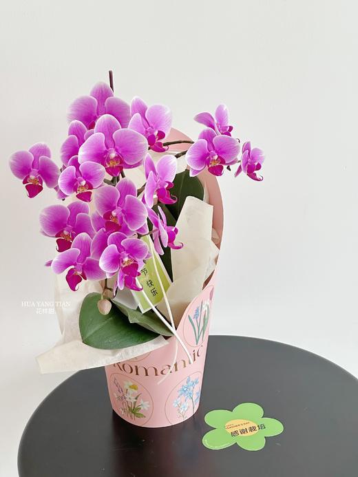 感谢栽培 蝴蝶兰盆栽（每盆形态不同，介意慎拍） 商品图3