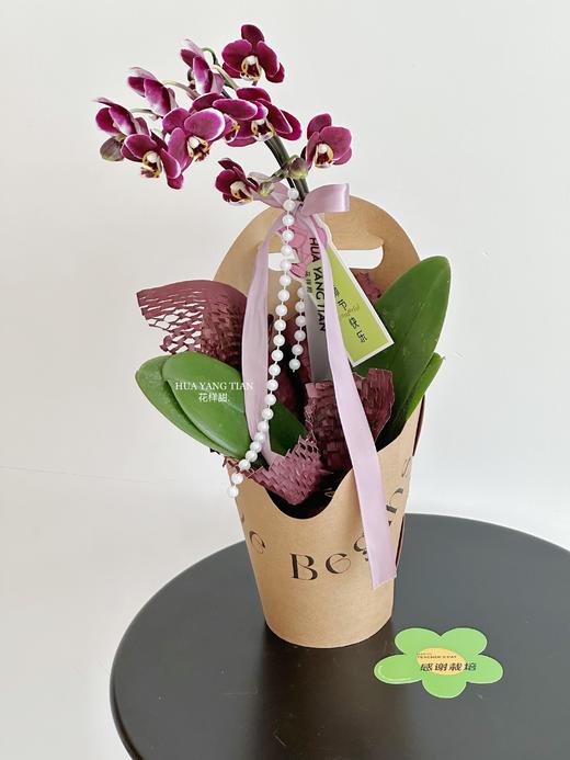 感谢栽培 蝴蝶兰盆栽（每盆形态不同，介意慎拍） 商品图4