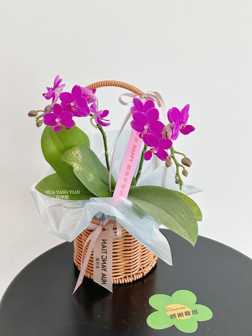 双节同贺 幸福飞来  · 蝴蝶兰提篮 商品图1