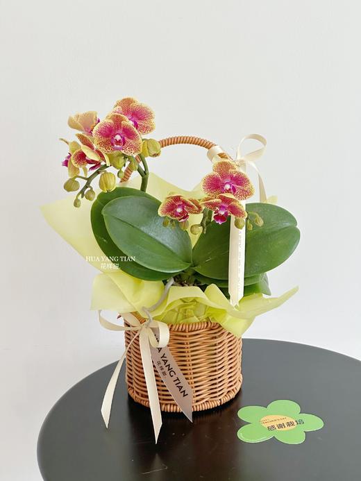 双节同贺 幸福飞来  · 蝴蝶兰提篮 商品图4