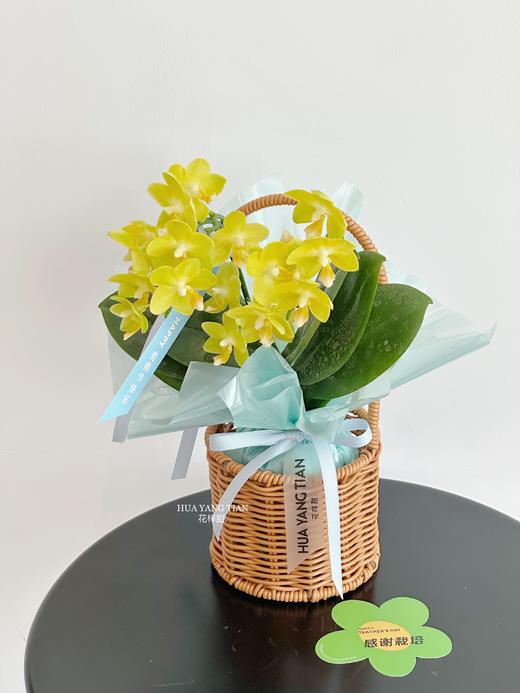 双节同贺 幸福飞来  · 蝴蝶兰提篮 商品图3