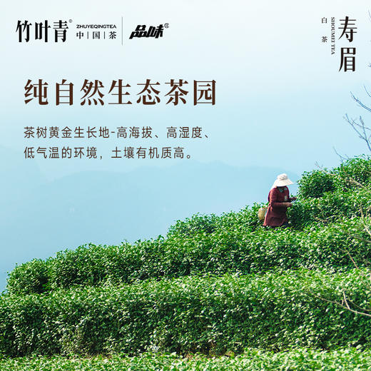 竹叶青茶业出品 2020年紧压寿眉 85g小罐装茶叶自己喝 商品图4