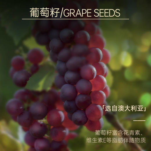 【双12大促】嘉媚乐葡萄籽油  推拿全身 基础身体按摩精油 商品图4