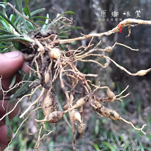 瑶山野生麦冬（成都仓库-顺丰快递 ）| 200g/罐，来自广东省清远市连南瑶族自治县，采集者：张运东【合作生产，公平贸易】 商品图6