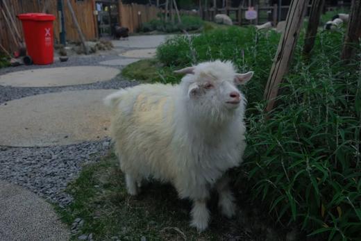 【悦榕集团旗下品牌·成都温江悦椿酒店】499元起享住庭院家庭房，自助早餐+绿道骑行&泵道体验+萌宠互动+健身房、游泳池免费使用，有效期至2025.2.28 商品图7