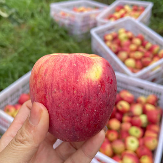 土哆哆云南昭通早熟红露苹果每天新鲜采摘下树发货，口感脆甜 商品图5