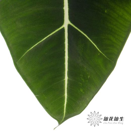 叶材 | 天鹅绒叶 商品图1