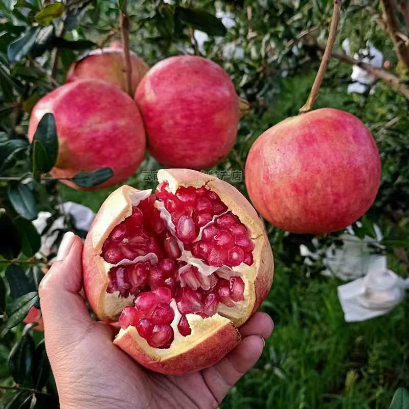 永胜程海老树突尼斯软籽石榴
