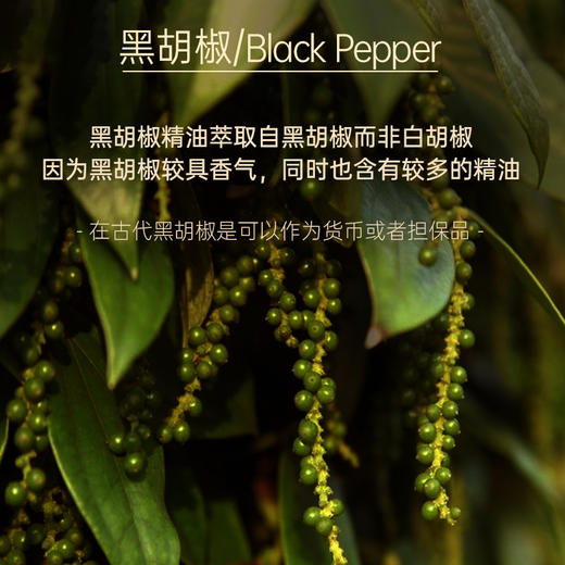【双12大促】嘉媚乐黑胡椒精油  保湿锁湿肌肤  温暖窝心  放松全身  小产地单方精油 商品图4