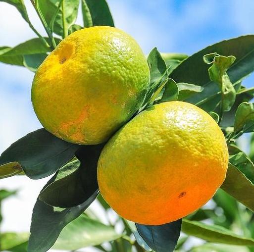 云南高原蜜橘 商品图0