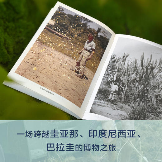 【天际线】一位年轻博物学家的探险 商品图1