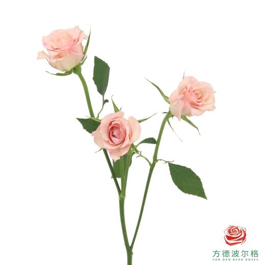 外购多头玫瑰-卓芙特 10枝一扎 商品图1