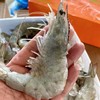 南美白虾﻿海捕大虾  虾肉饱满 肉质鲜嫩 爽滑弹牙 30-40头/3斤/盒 商品缩略图4