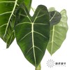 叶材 | 天鹅绒叶 商品缩略图3